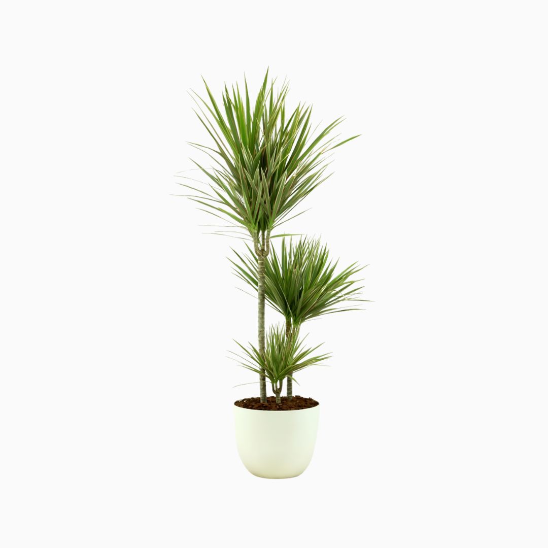 Alquiler de planta marginata en Zaragoza