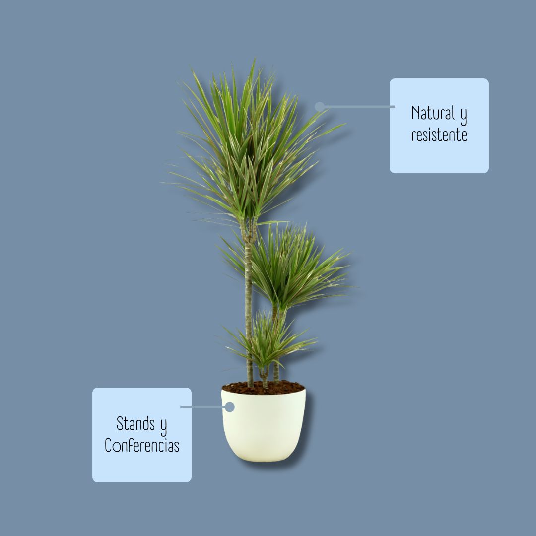 Características de la planta marginata para eventos